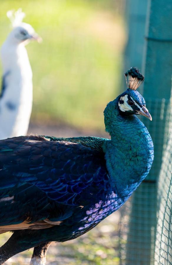 Avô Quinta Da Tapadaヴィラ エクステリア 写真